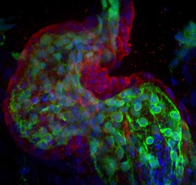 Asymmetric looping of zebrafish heart