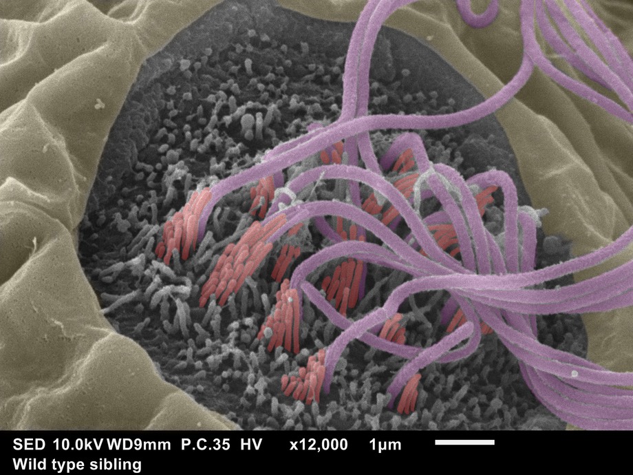 Neuromast scanning electron micrograph